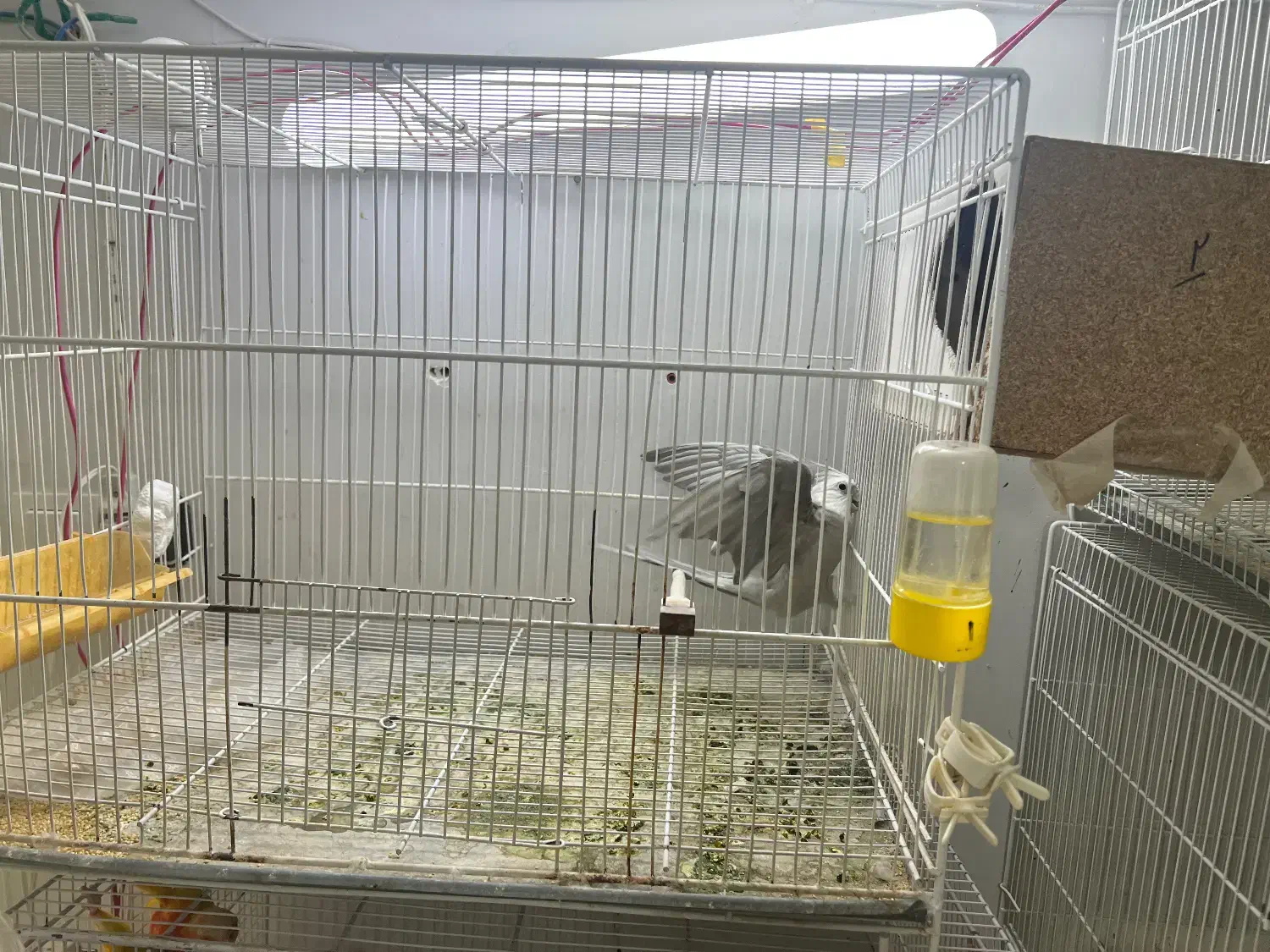 حیوانات|پرنده|تربت جام, المهدی|دیوار