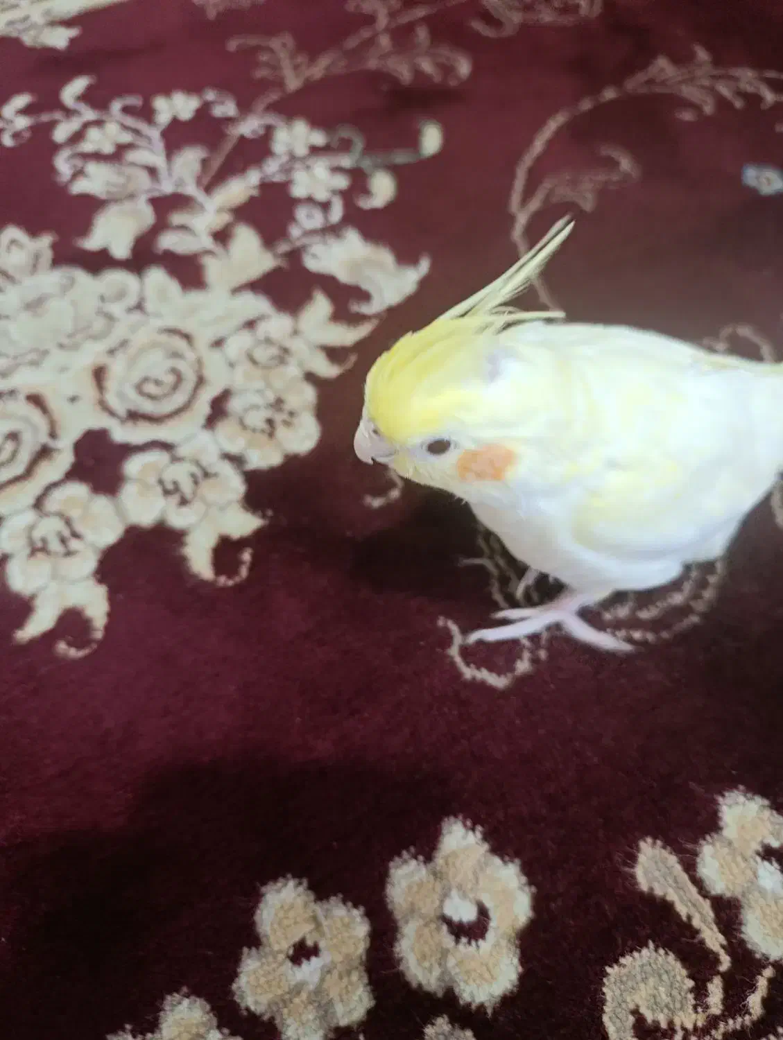 طوطی عروس هلندی|پرنده|کرمان, |دیوار