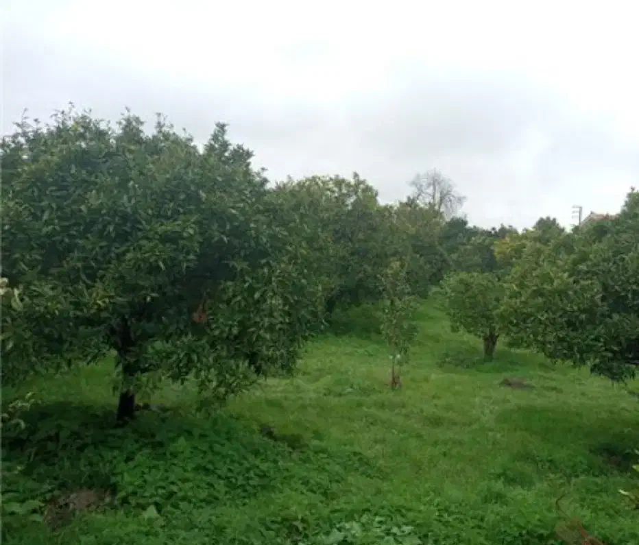 زمین550 متری بلوار توس ، جاده سنتو آب مدار معاوضه|فروش زمین و ملک کلنگی|مشهد, توس (بلوار توس)|دیوار
