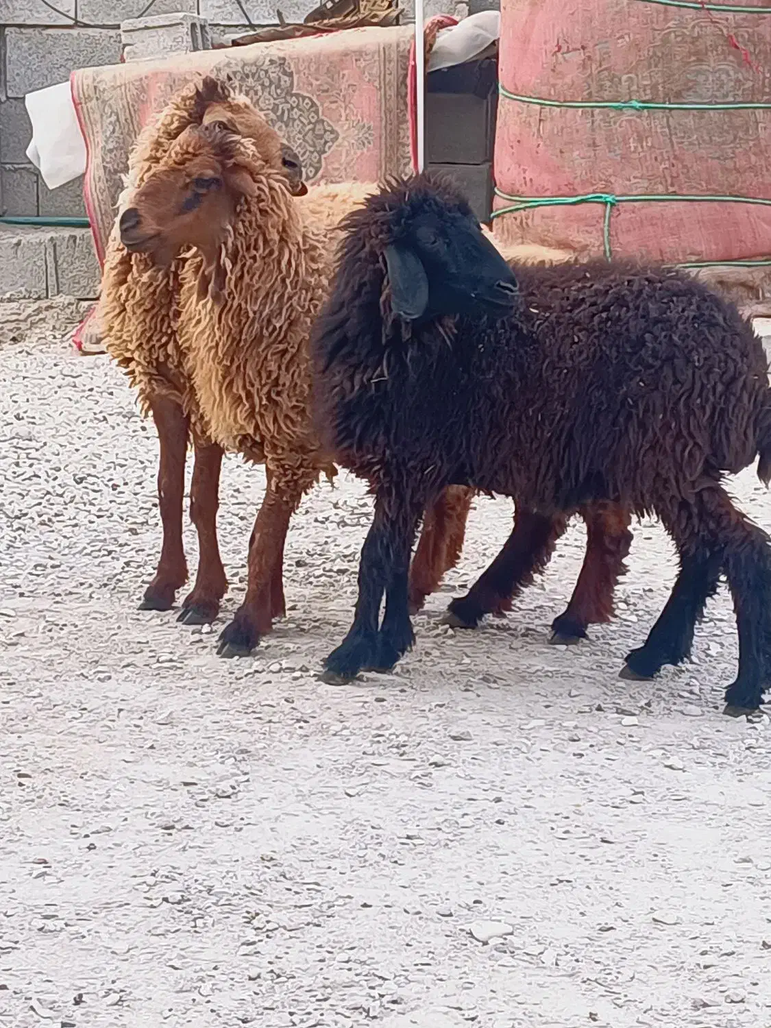 بزندیل میش وبزنر|حیوانات مزرعه|کاکی, |دیوار