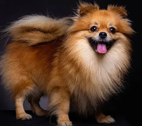 سگ پامر خرسی|سگ|پاکدشت, شهرک انقلاب|دیوار