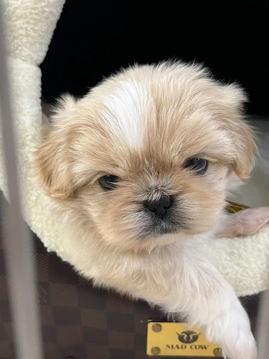 پیکینیز امپریال فوری|سگ|ری, اقدسیه|دیوار