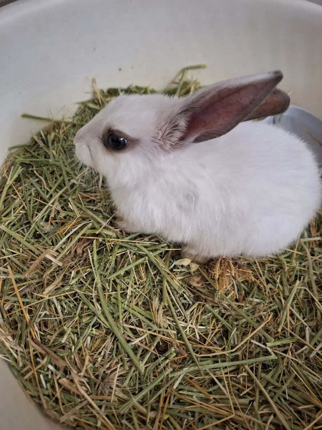 خرگوش نژاد نیوزیلندی|موش و خرگوش|پردیس, فاز ۱۱|دیوار