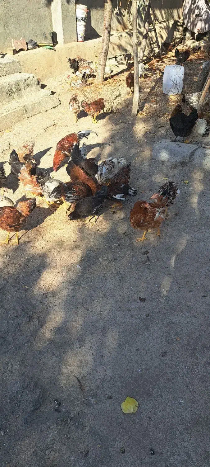 مرغ محلی|حیوانات مزرعه|ارشق, |دیوار