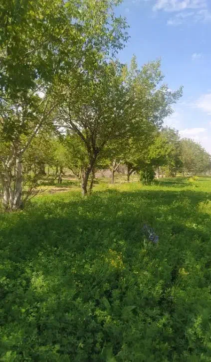 انجام کارهای تخصصی کشاورزی|خدمات باغبانی و درختکاری|بروجرد, |دیوار