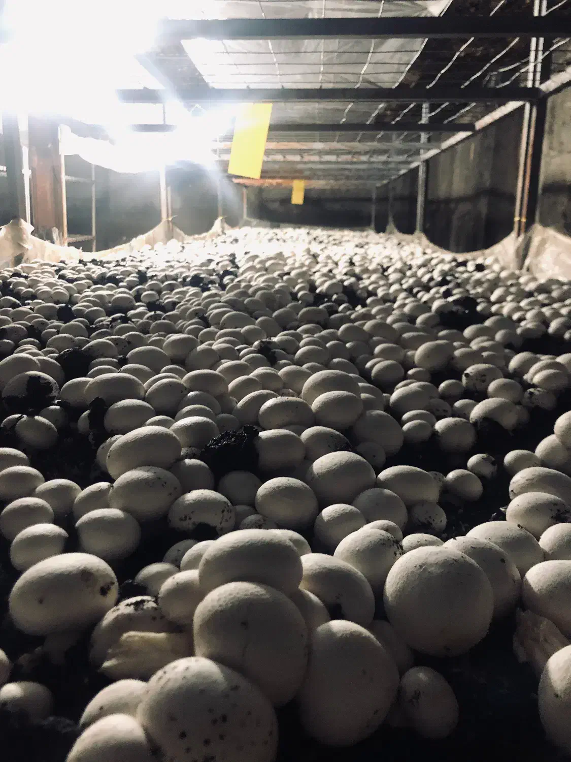 واگذاری سالن پرورش قارچ|فروشگاه و مغازه|قم, جمکران|دیوار