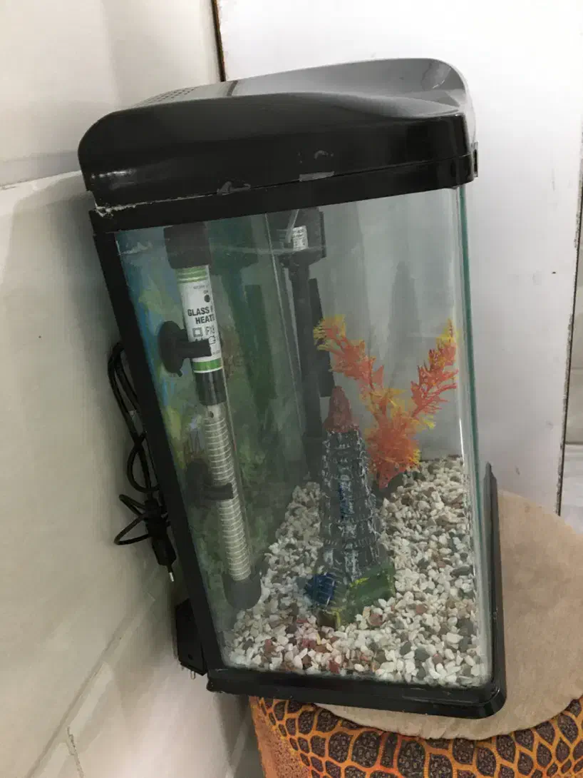 آکواریوم درحد نو|صنایع دستی و سایر لوازم تزئینی|بهشهر, |دیوار