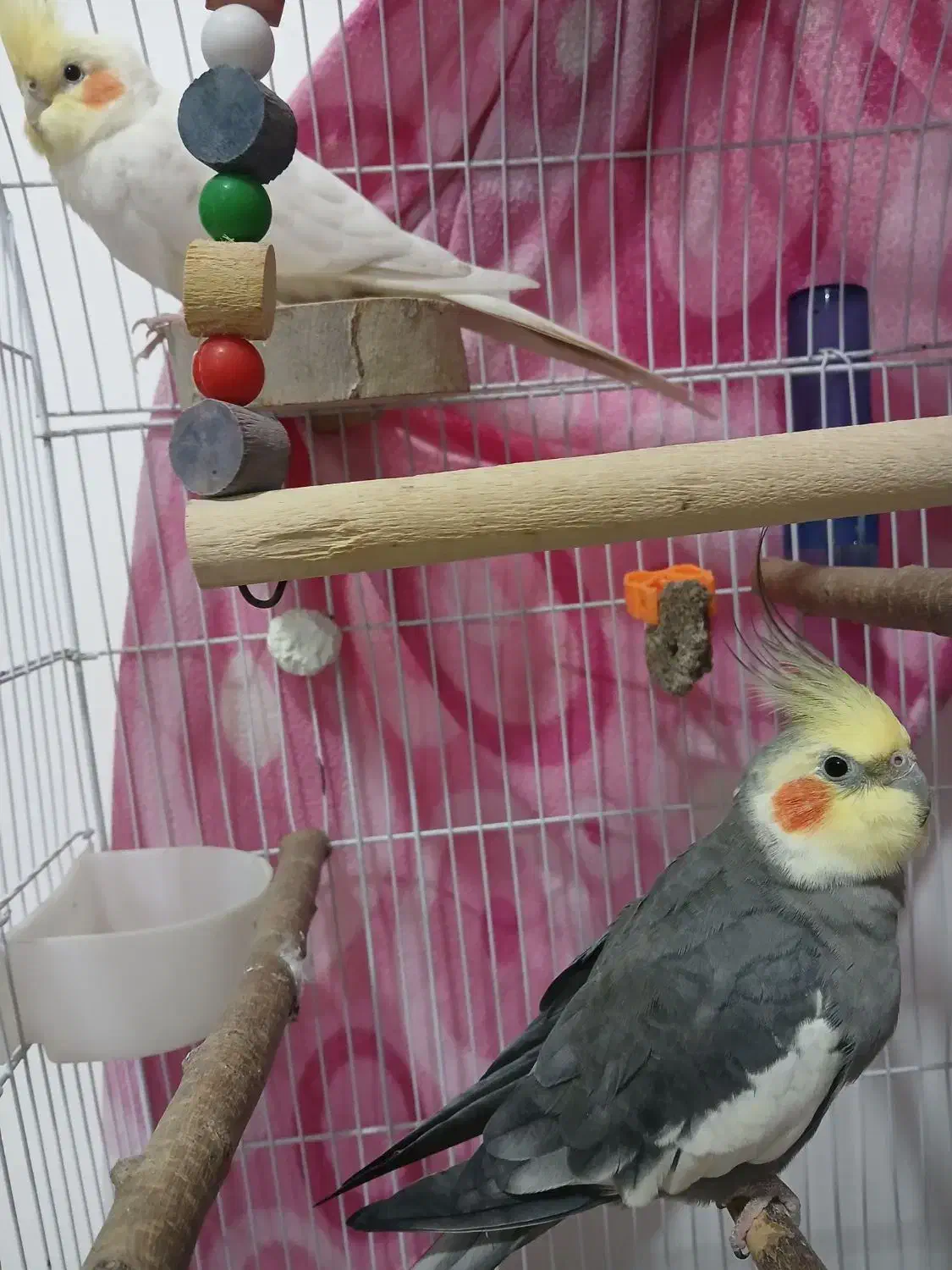 دو عدد عروس هلندی نر|پرنده|ساری, |دیوار