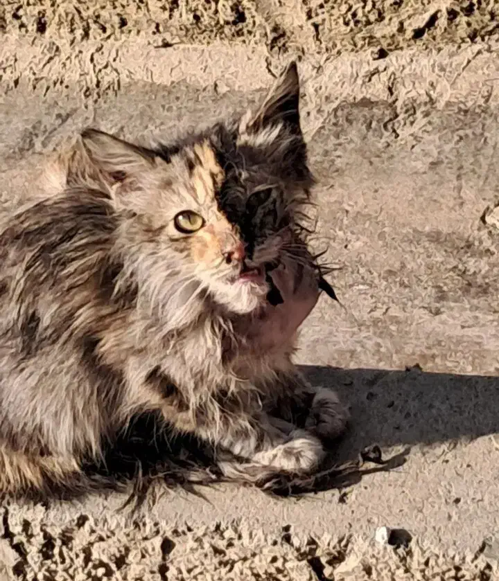 واگذاری گربه|گربه|قدس, شهرقدس|دیوار