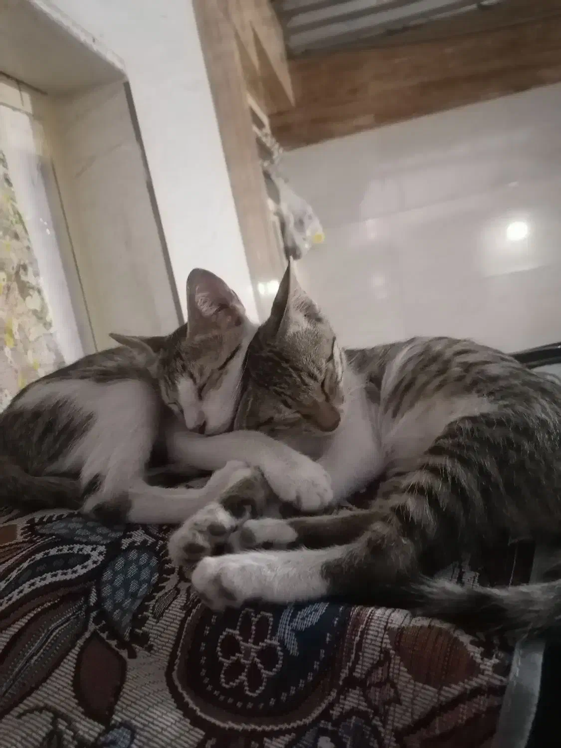 دوعدد بچه گربه اهلی|گربه|بندرعباس, |دیوار