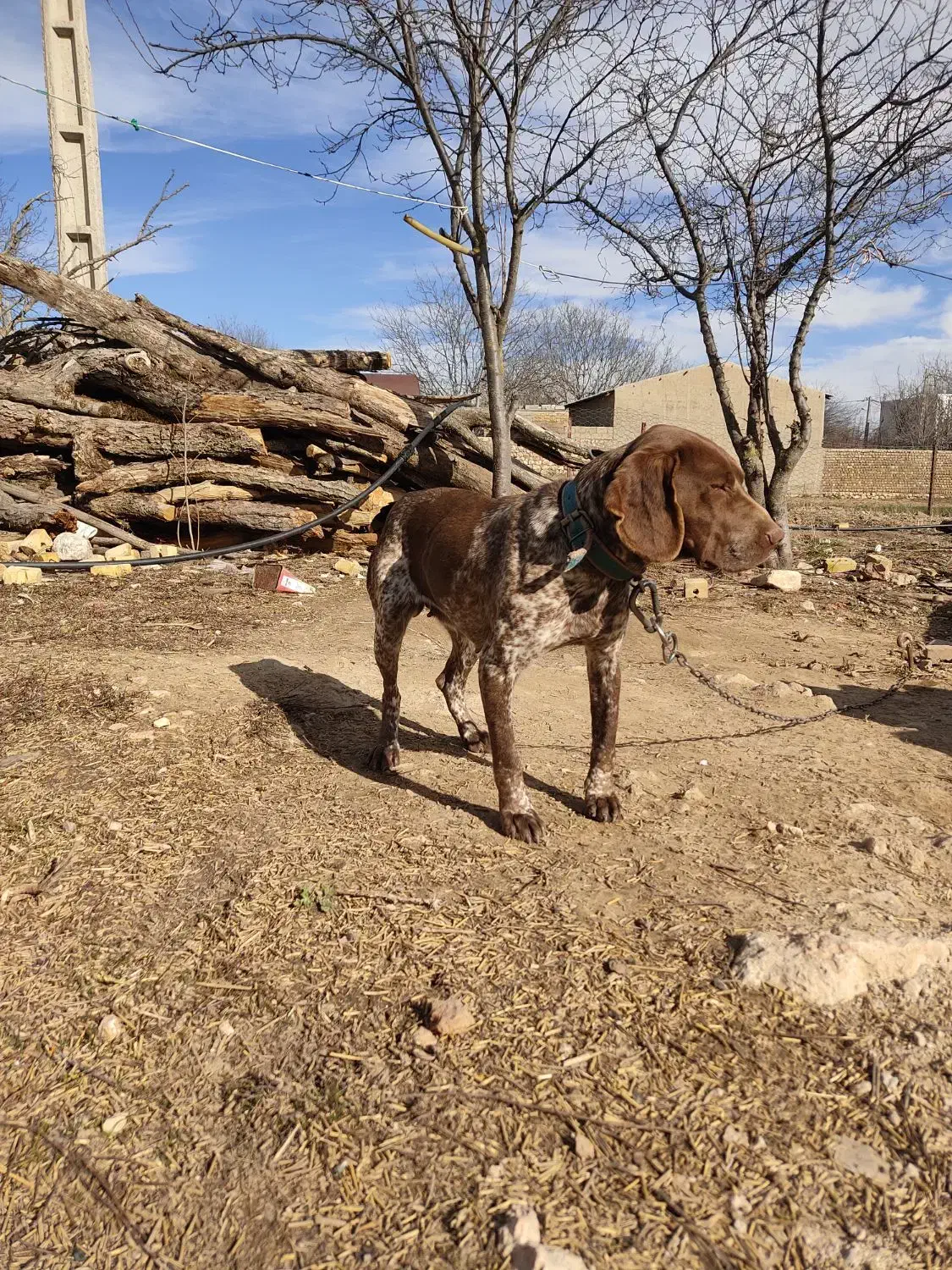 سگ دنبلانی|سگ|کالپوش, |دیوار