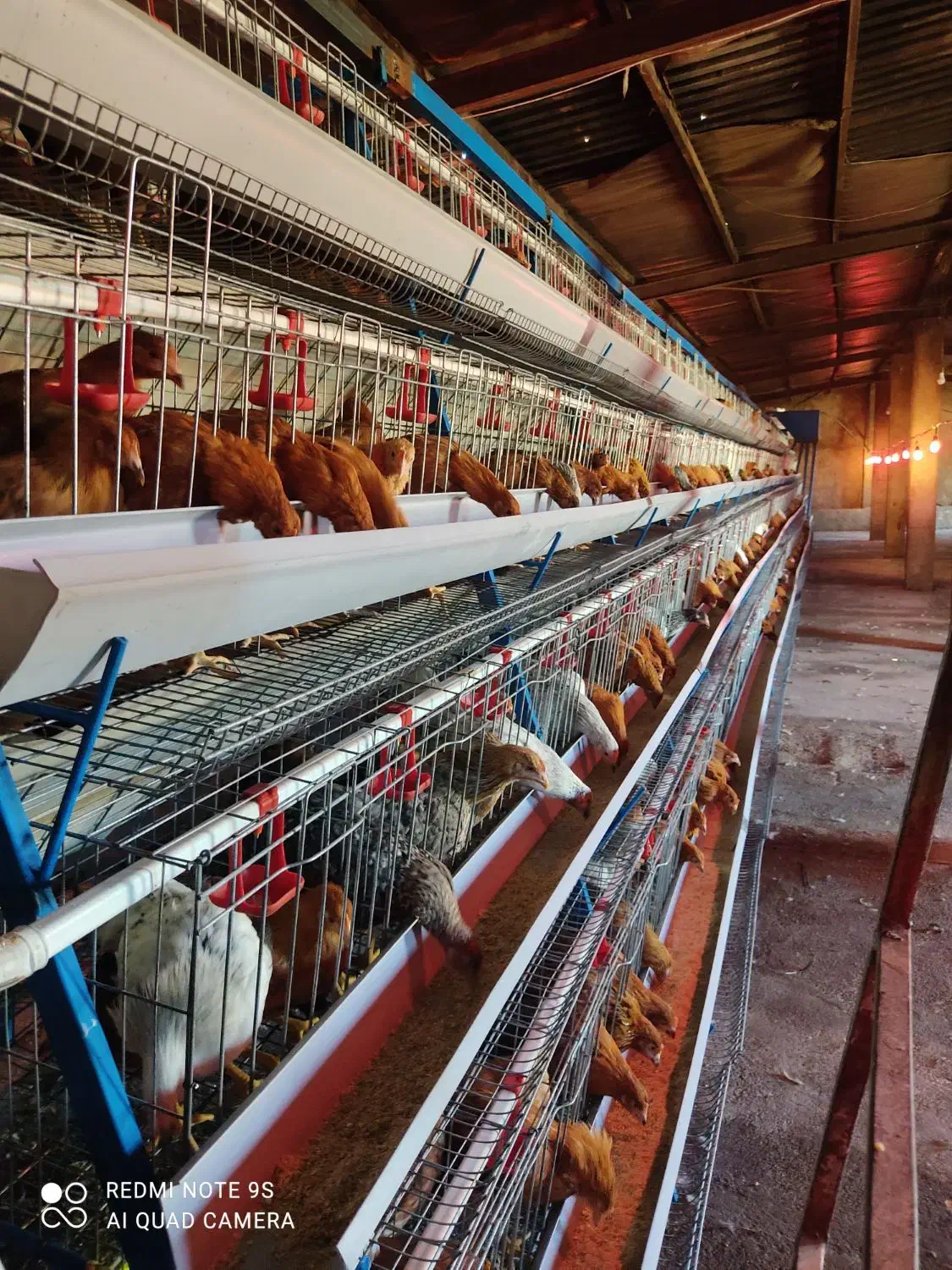 واگذاری سالن مرغ تخمگذار محلی|حیوانات مزرعه|سنندج, |دیوار