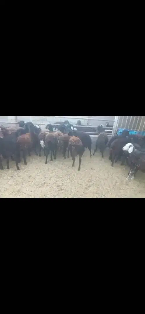 ۲۰راس بره نره افشار|حیوانات مزرعه|ارزوئیه, |دیوار