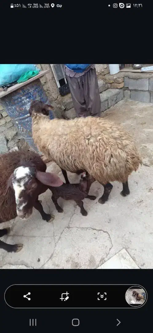 میش بره|حیوانات مزرعه|زالیان, |دیوار