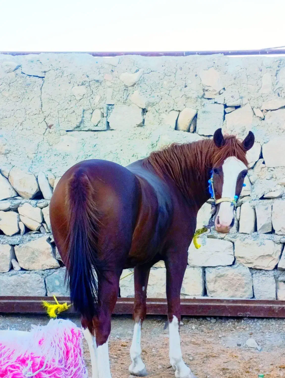 مادیون دوساله|اسب و تجهیزات اسبسواری|کوهدشت, |دیوار