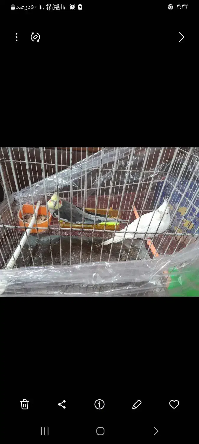 عروس جفت کارداده|پرنده|زبرخان, |دیوار