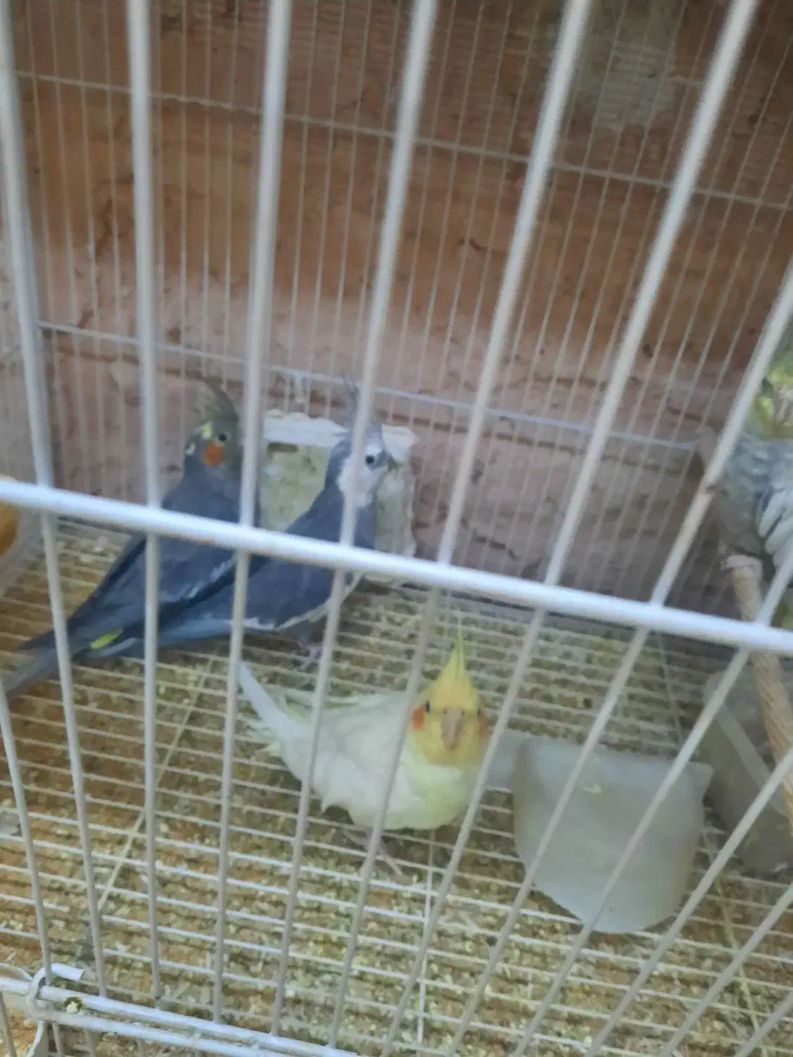 طوطی عروس|پرنده|سبزوار, توحیدشهر|دیوار