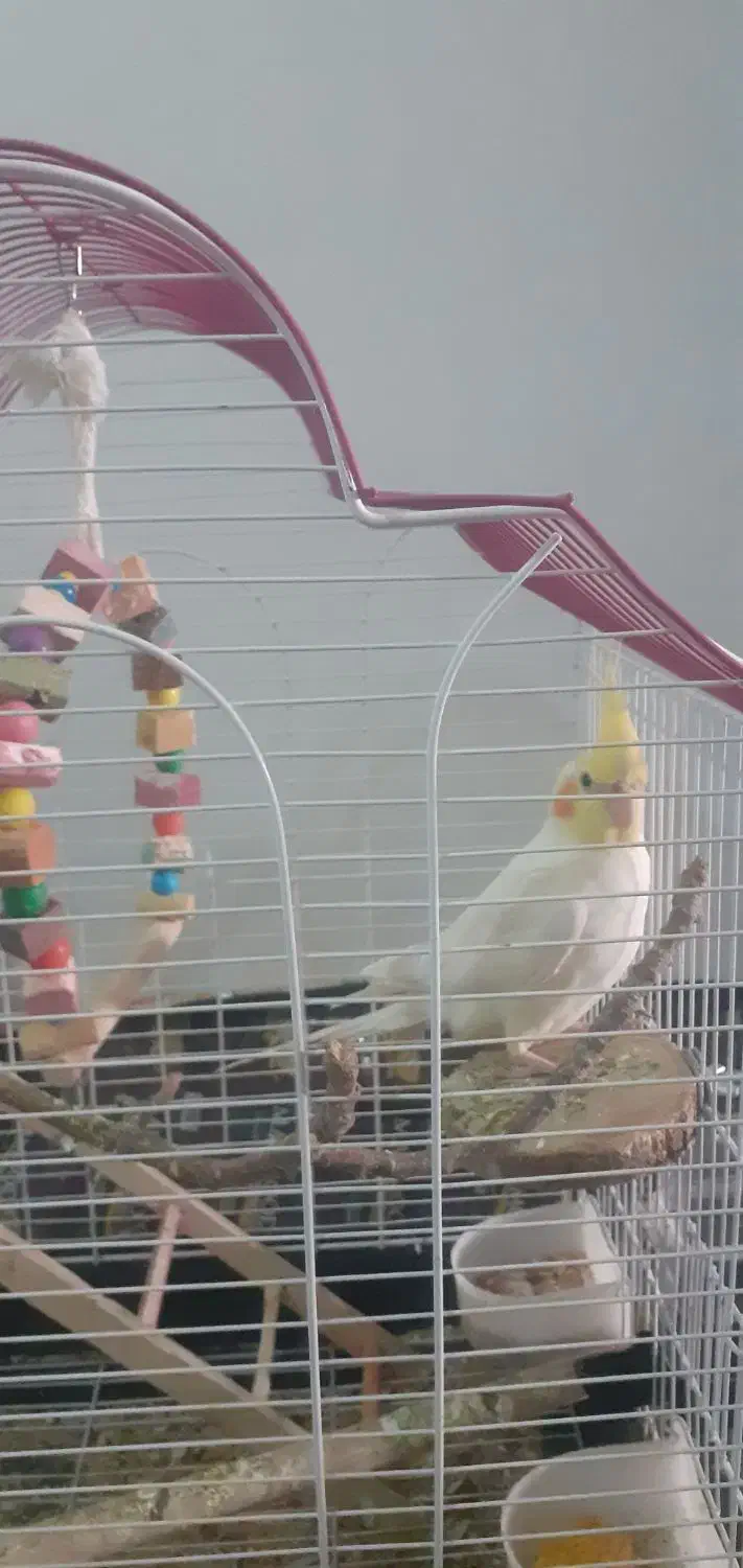 عروس هلندی سخنگو|پرنده|نورآباد, |دیوار