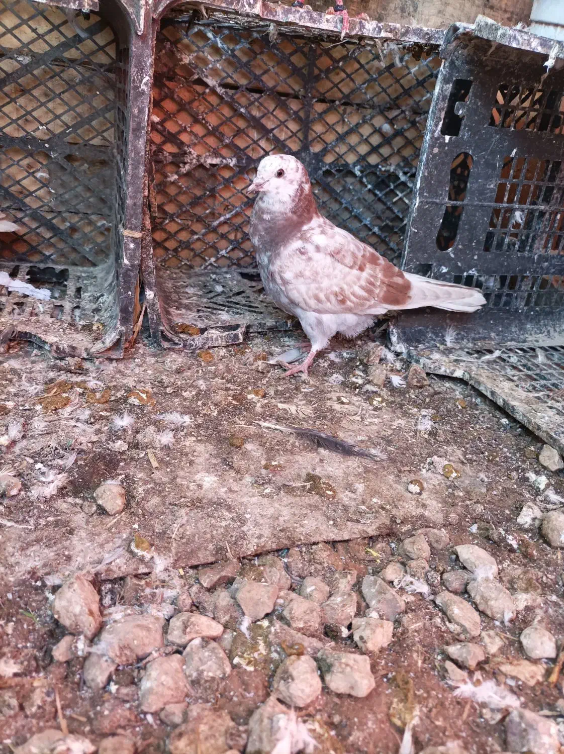 کبوتر|پرنده|سیجوال, |دیوار