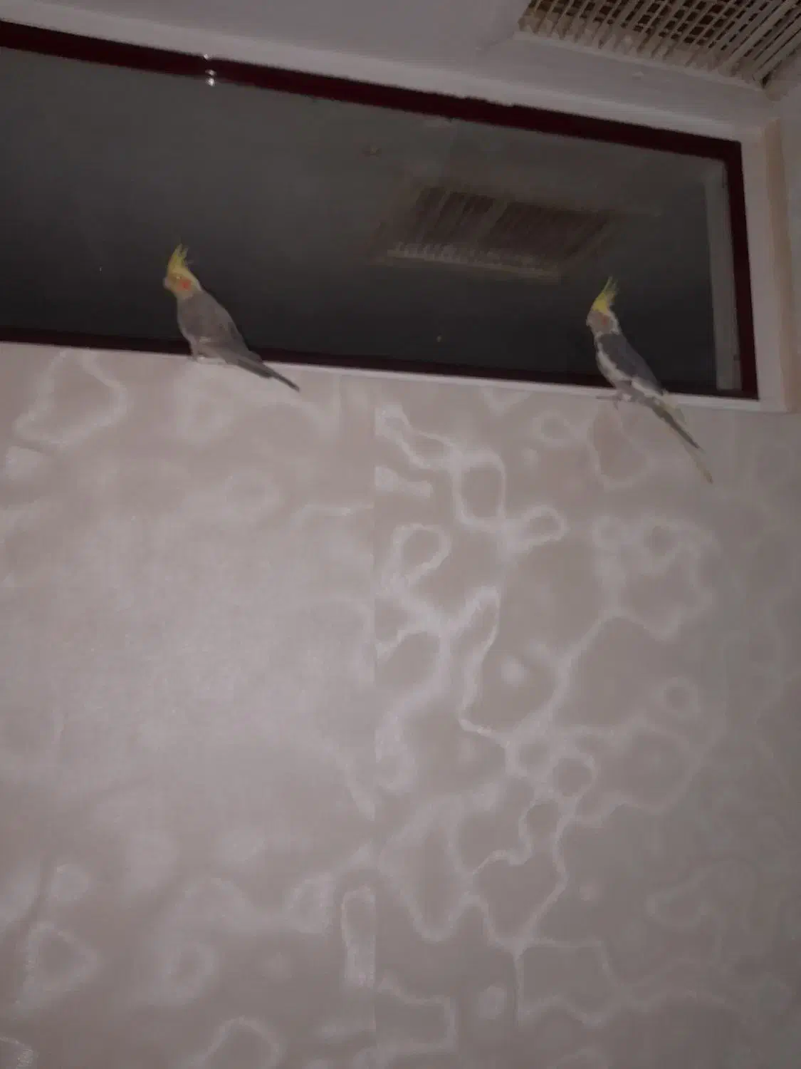 عروس هلندی|پرنده|میانه, |دیوار