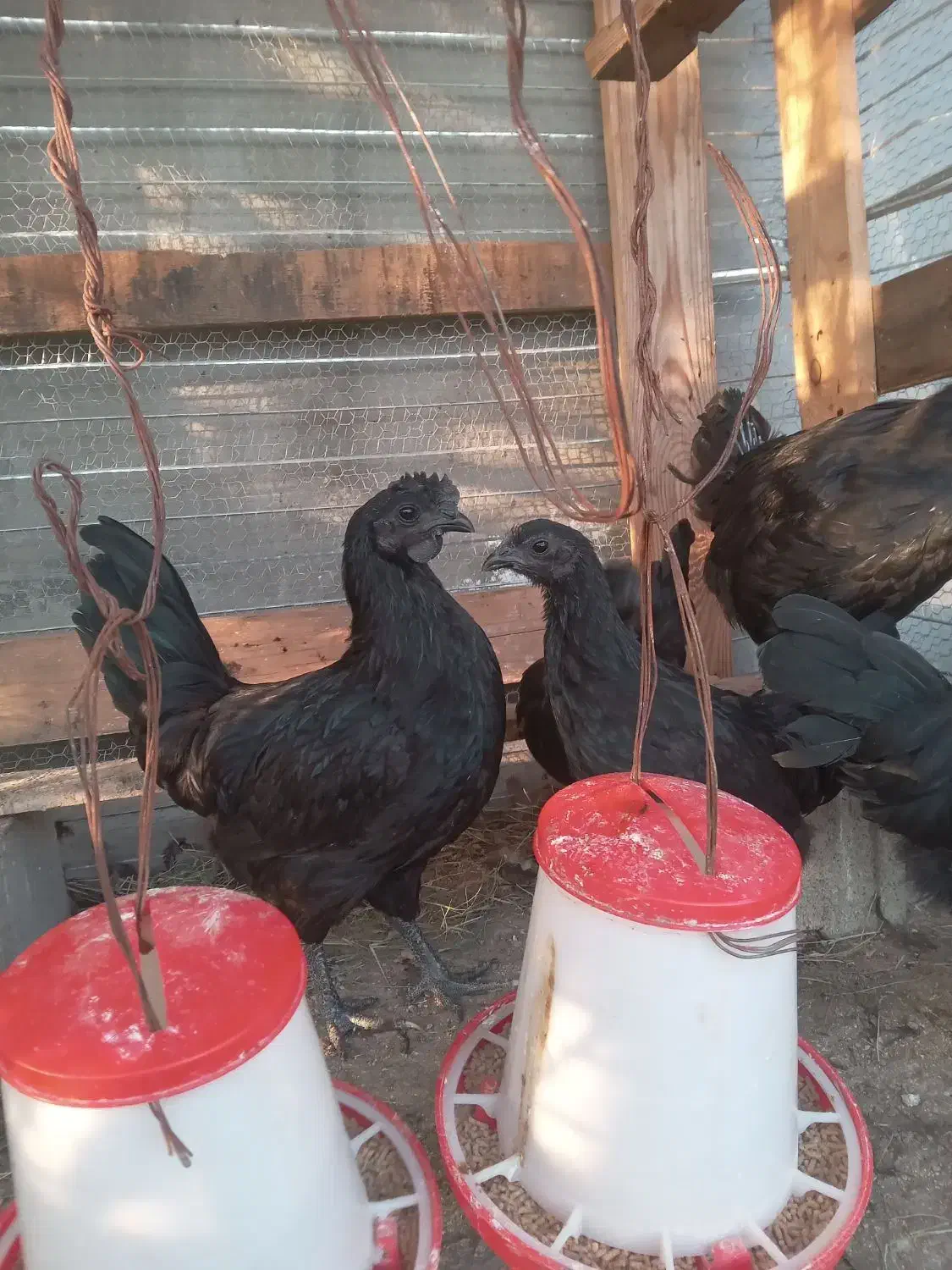 ۳جفت مرغ و خروس ایام سمانی|حیوانات مزرعه|بابل, |دیوار