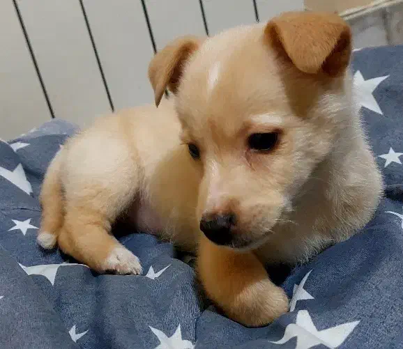 سگ اروم پاکوتاه|سگ|تهران, کاج|دیوار