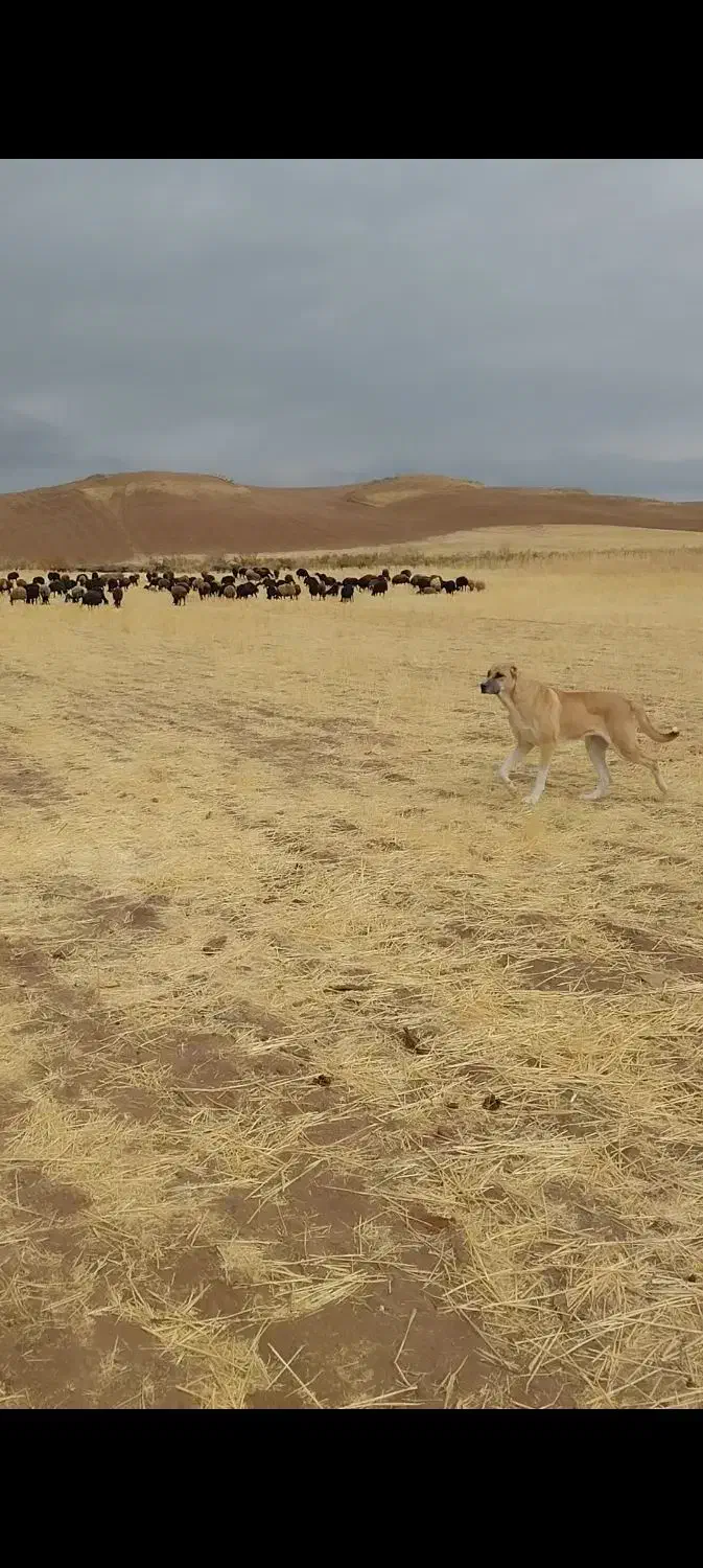 سگ ماده|سگ|قیدار, |دیوار