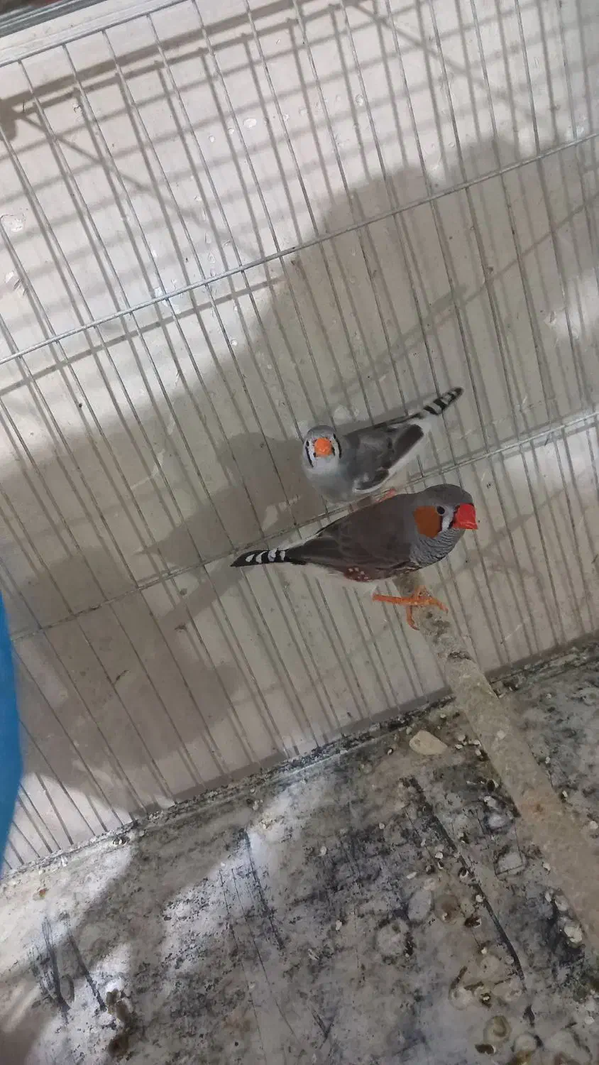 فنج کینگ یک جفت|پرنده|بندر ماهشهر, |دیوار