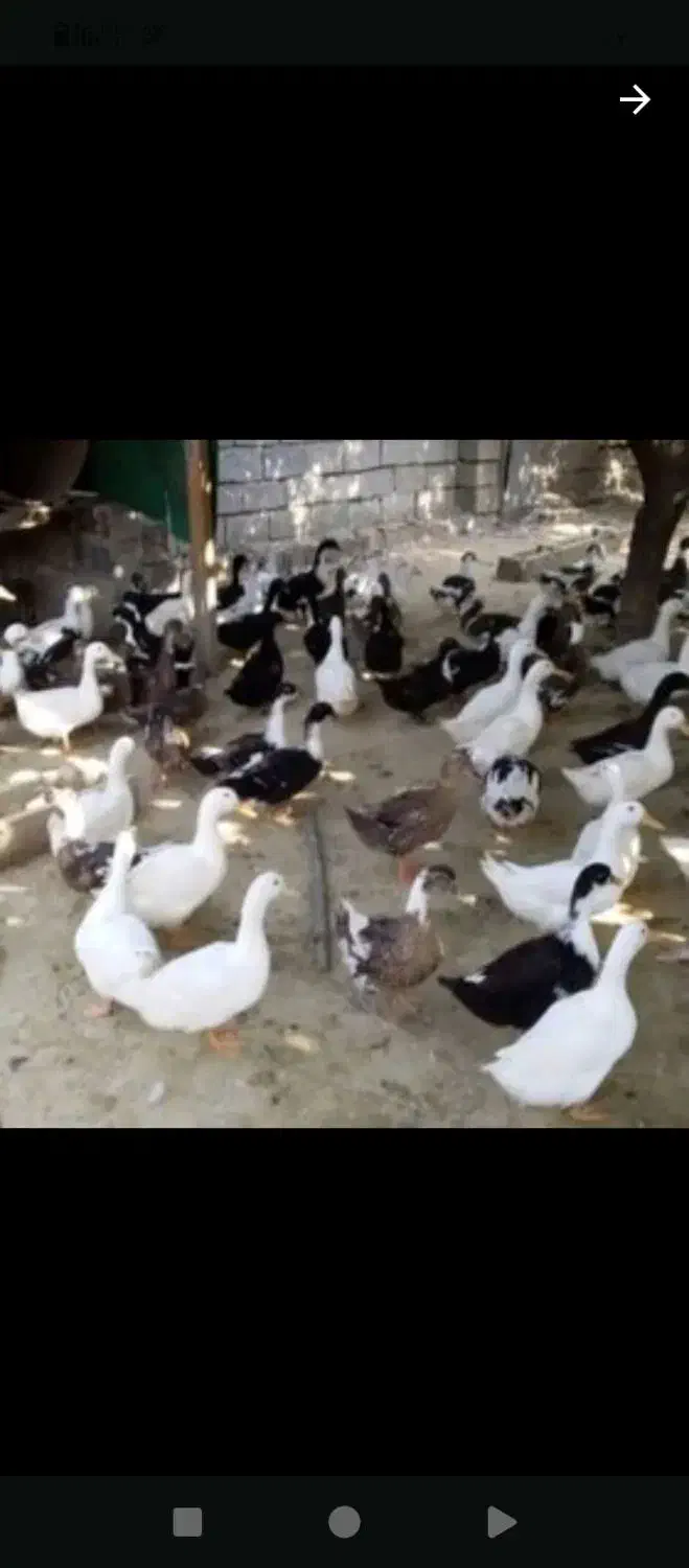 اردک 130 روزه محلی|حیوانات مزرعه|شلمان, |دیوار