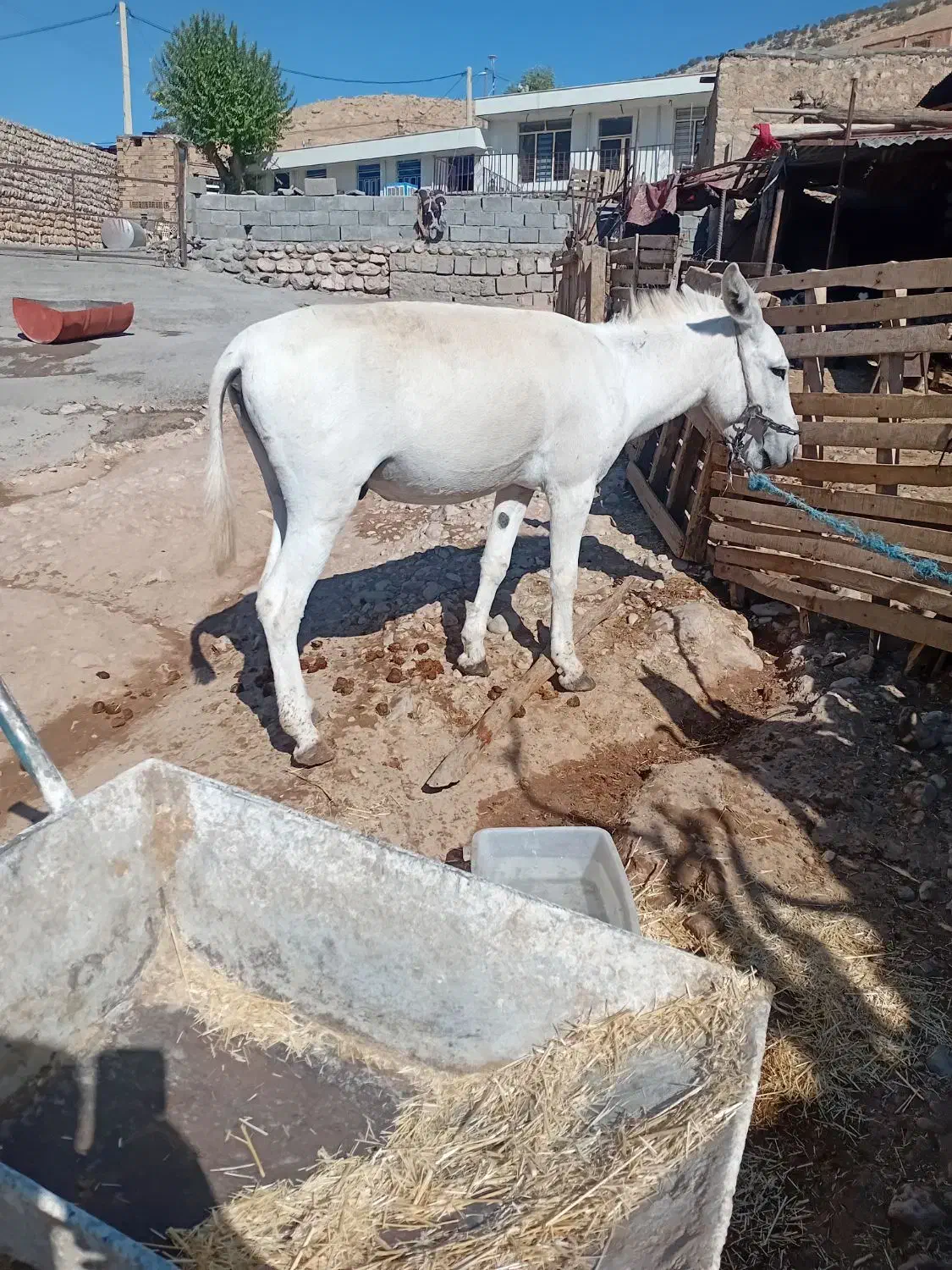 الاغ|حیوانات مزرعه|کارزان, |دیوار