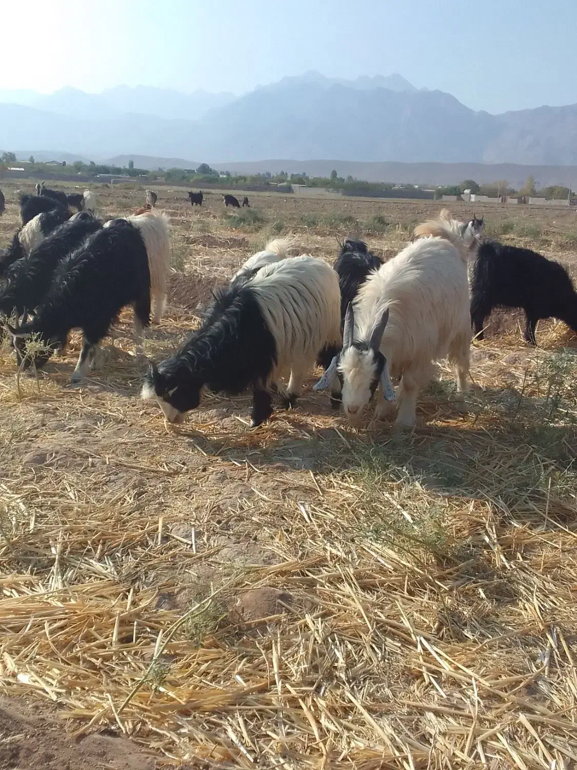 گوسفند کهره کره کردی چاق گوشت درجه یک خرده و عمده|حیوانات مزرعه|کرمان, |دیوار