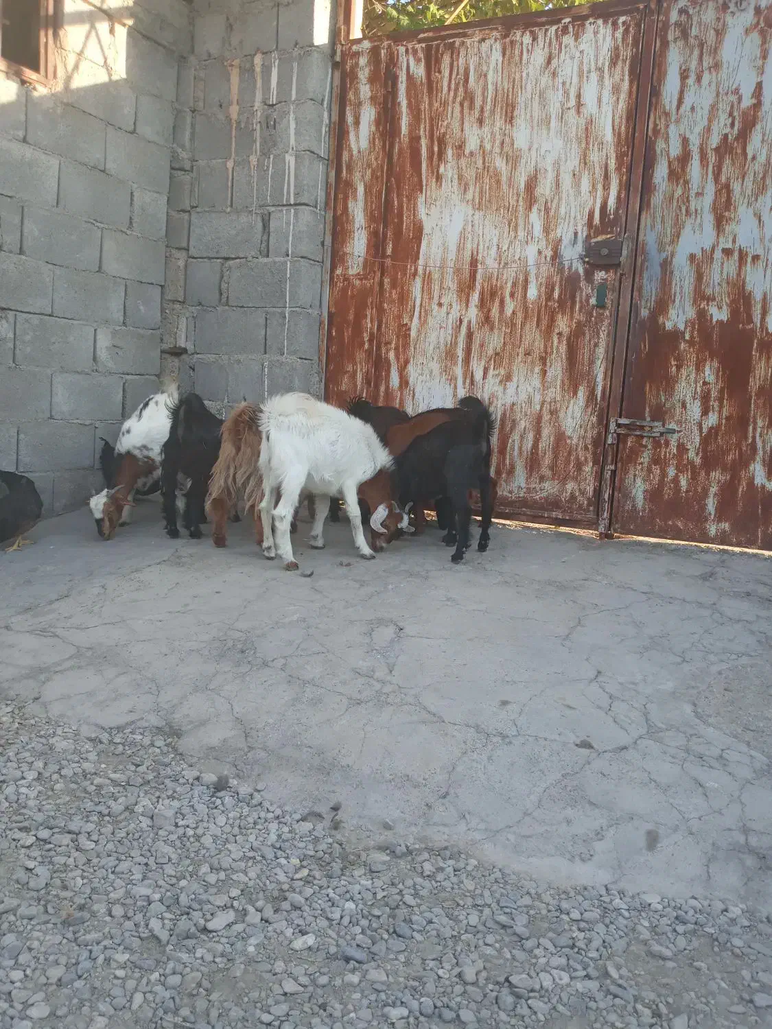 کهره نر|حیوانات مزرعه|حاجی آباد, |دیوار