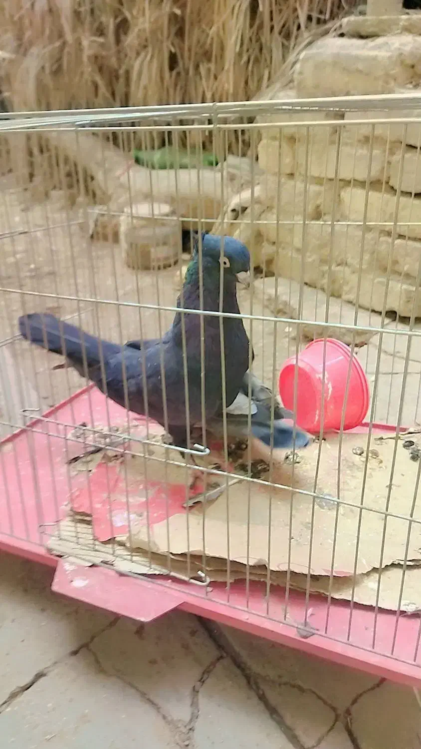 کبوتر زاغ آبادانی و پلاکی|پرنده|جیرفت, |دیوار