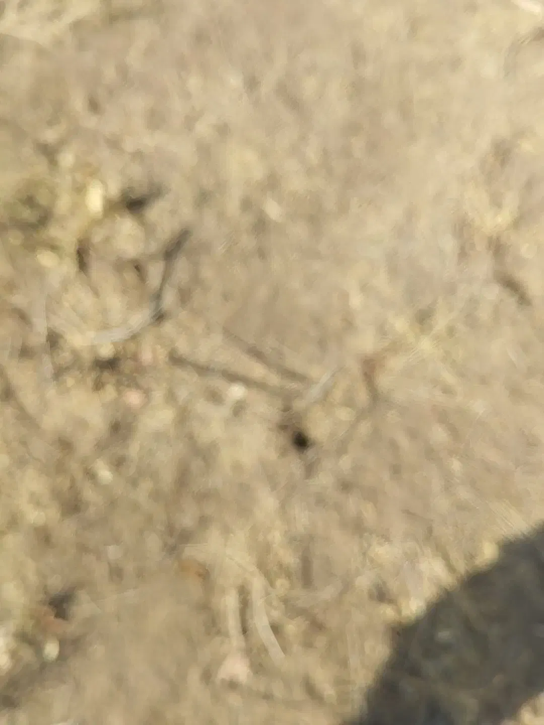 سلام یک قطعه زمین فروشی|فروش زمین و ملک کلنگی|تربت‌حیدریه, طالقانی|دیوار