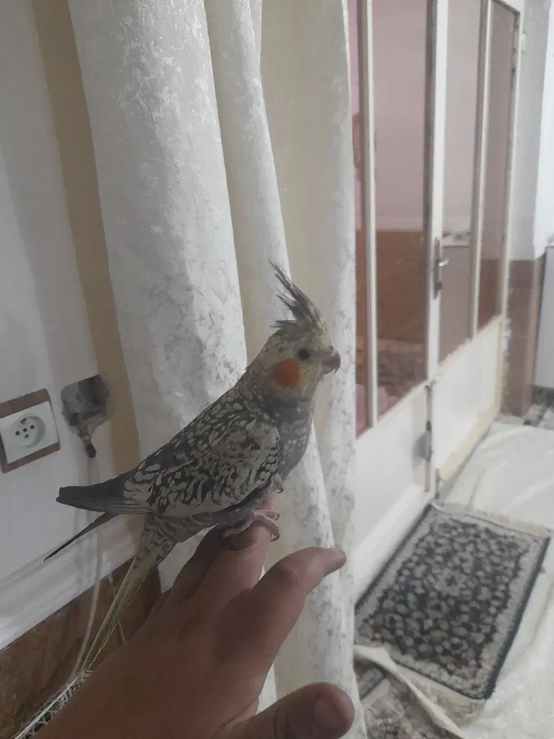 عروس هلندی گمشده|حیوانات|اندیمشک, |دیوار