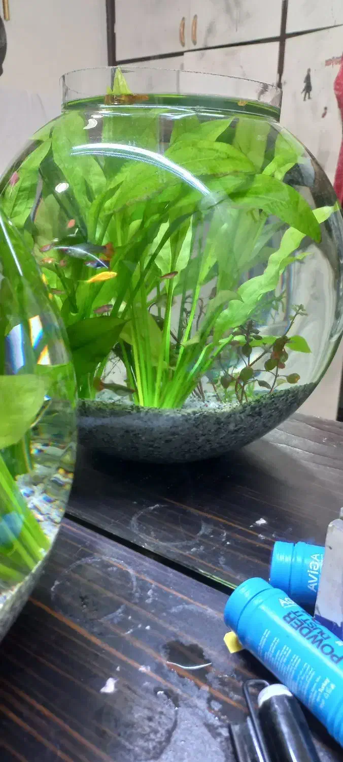 اکواریم|ماهی|اهواز, بهارستان|دیوار