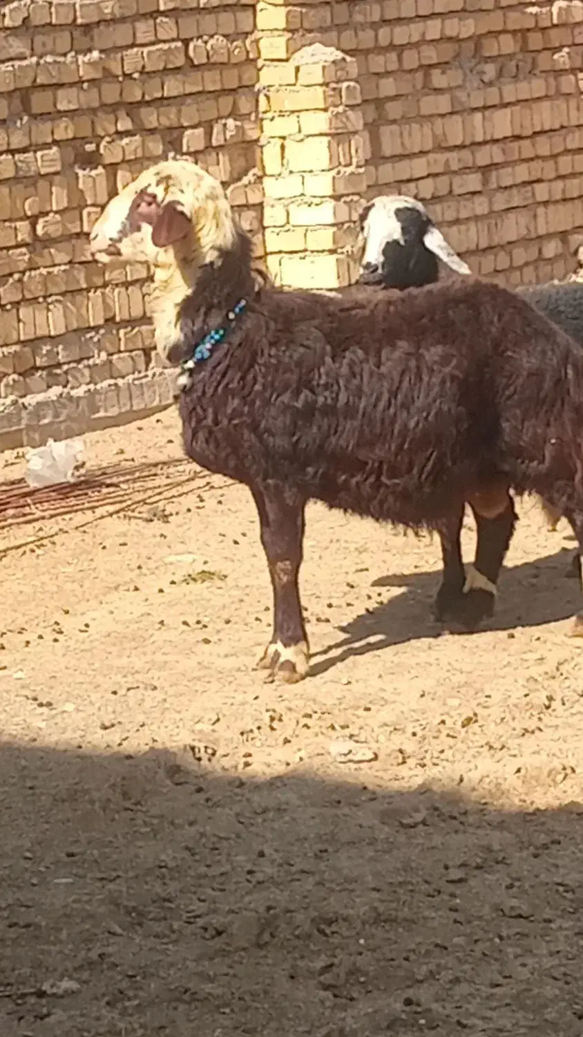 قوچ|حیوانات مزرعه|سامن, |دیوار