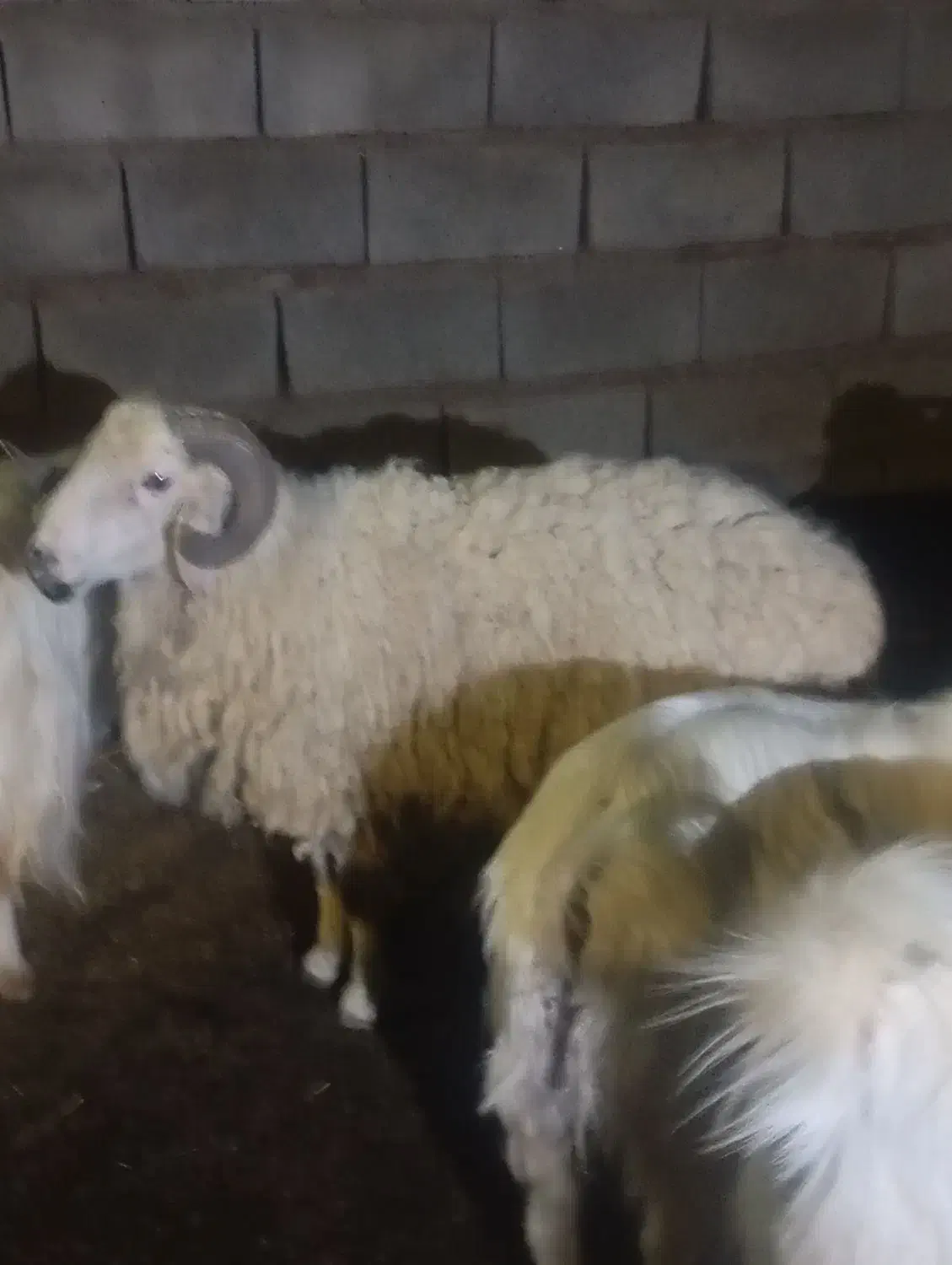 غوچ|حیوانات مزرعه|جیرفت, |دیوار