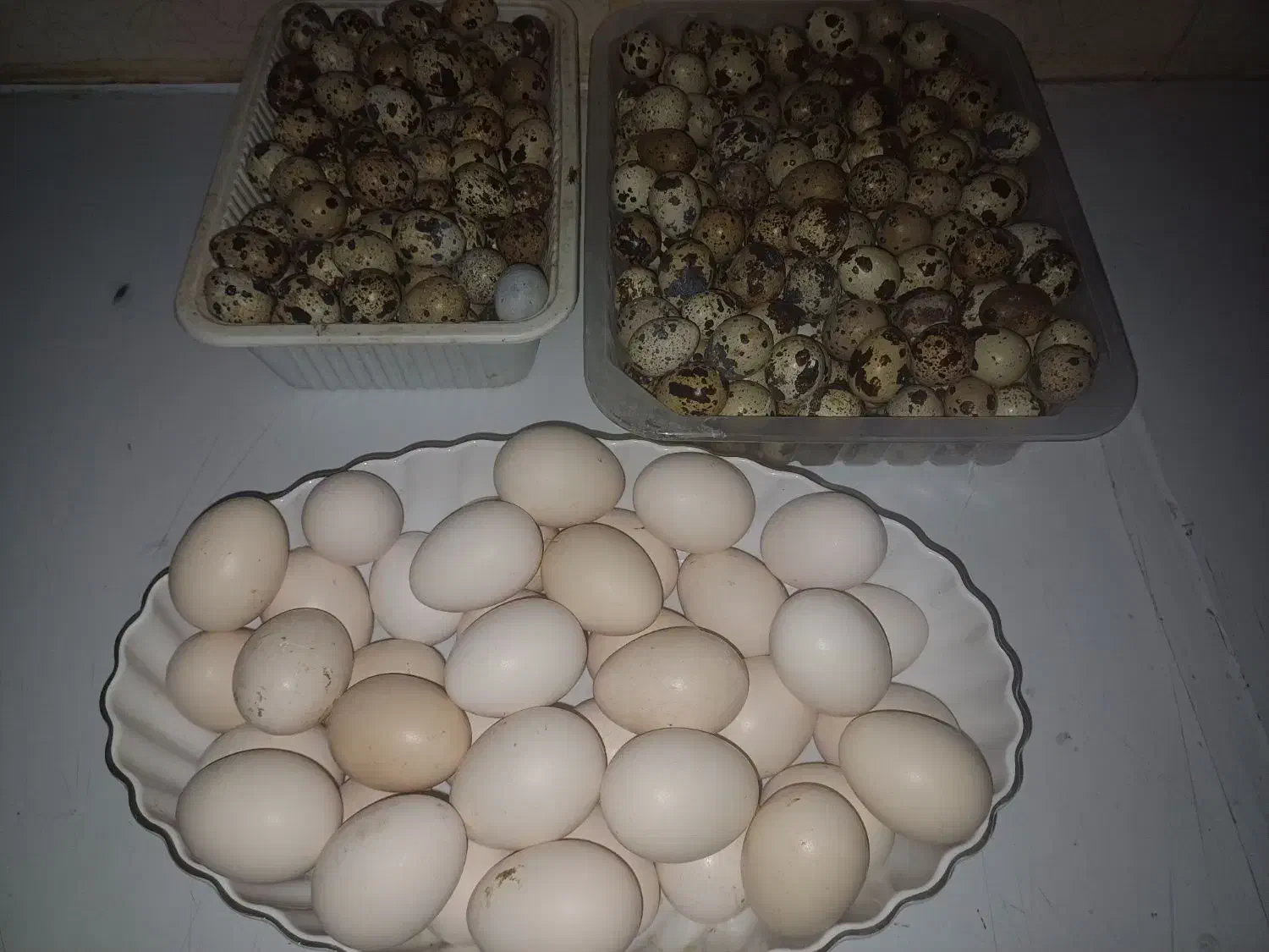 تخم بلدرچین و مرغ نطفه دار و خوراکی|حیوانات مزرعه|برازجان, |دیوار