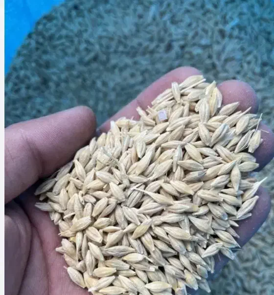 جو آبی|خوردنی و آشامیدنی|بروجن, |دیوار