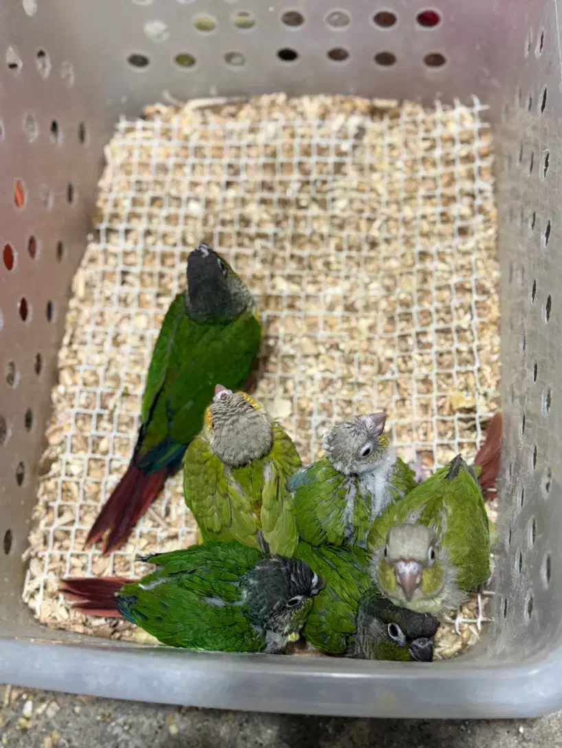 جوجه گرینچیک سرلاکی / ارسال به کل ایران|پرنده|نقده, |دیوار