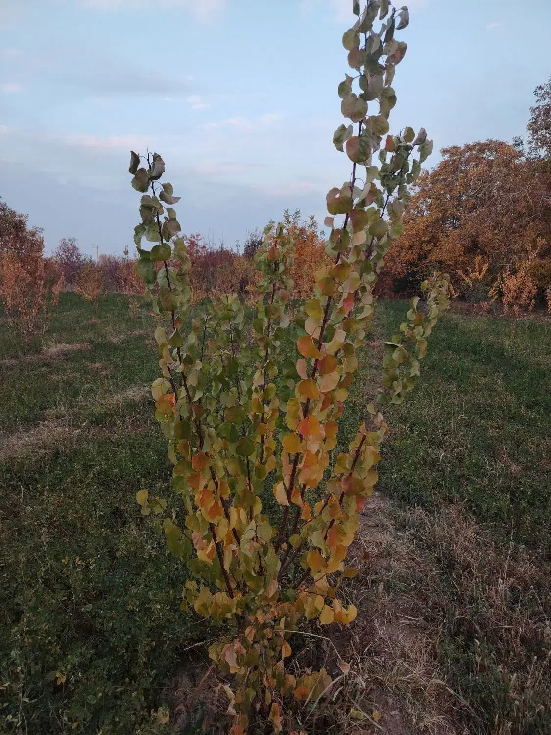 باغ زردالو|فروش دفتر صنعتی، کشاورزی، تجاری|نوشین شهر, |دیوار