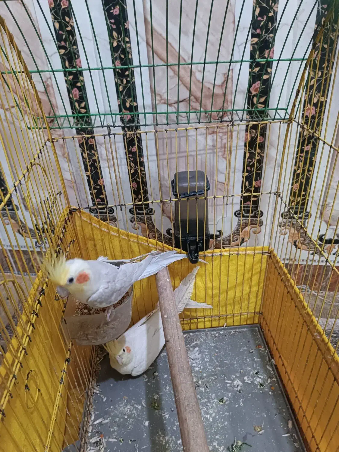 عروس هلندی|پرنده|خرمشهر, |دیوار