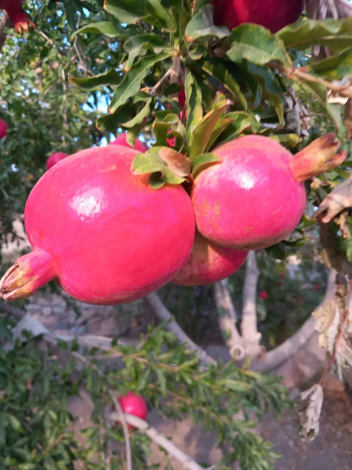 انار رازقند|خوردنی و آشامیدنی|سبزوار, گلشن|دیوار