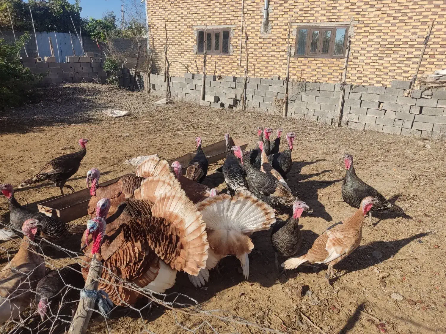 بوقلمون|حیوانات مزرعه|گنبد کاووس, |دیوار