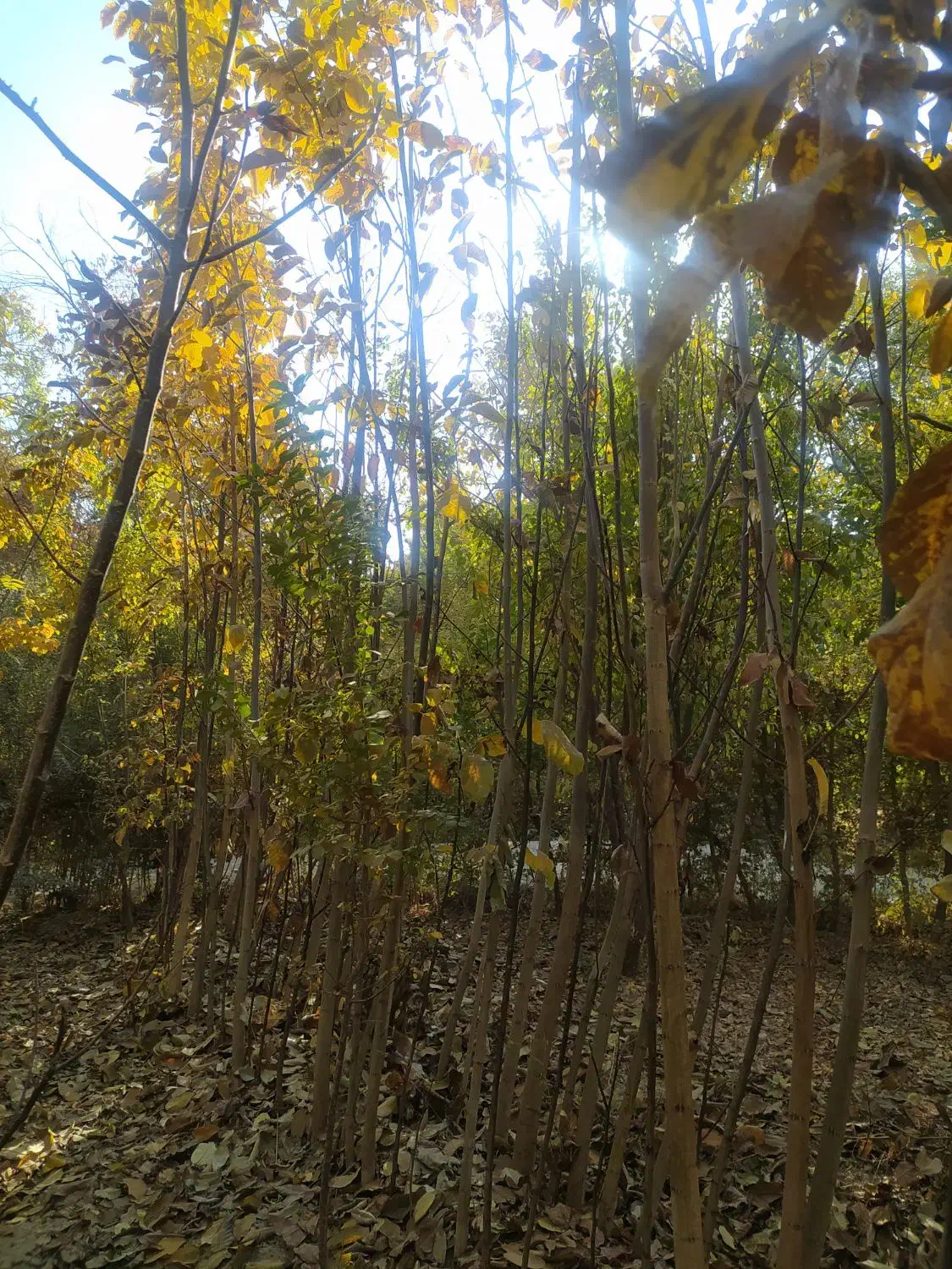 فروش نهال گردو|خدمات باغبانی و درختکاری|اصفهان, بوستان ناژوان|دیوار