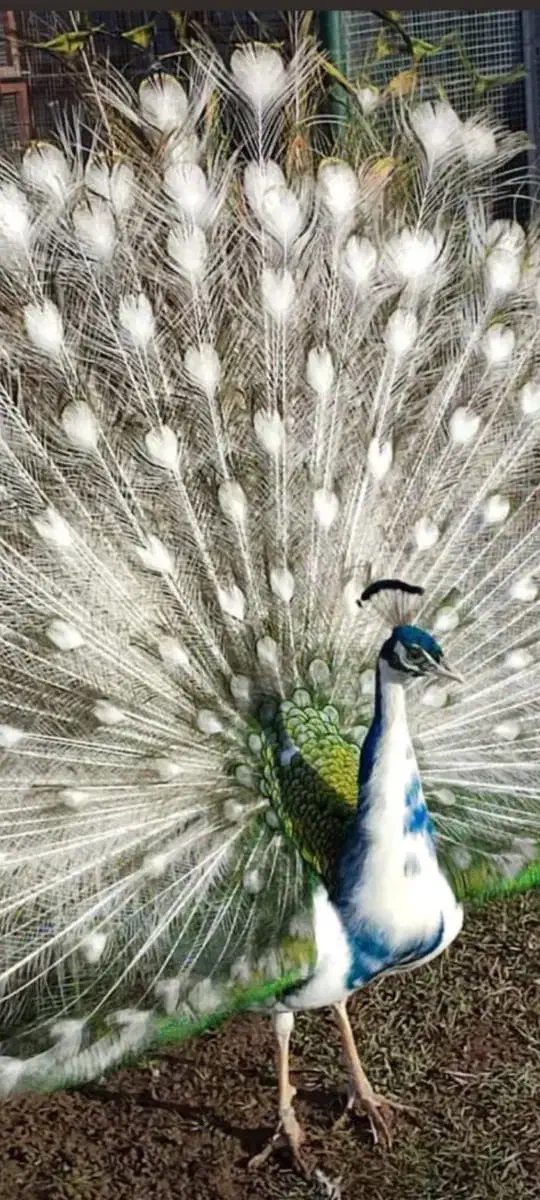 بازدید و اردو برای مدارس|اجارهٔ کوتاه‌مدت ویلا و باغ|اصفهان, رهنان|دیوار