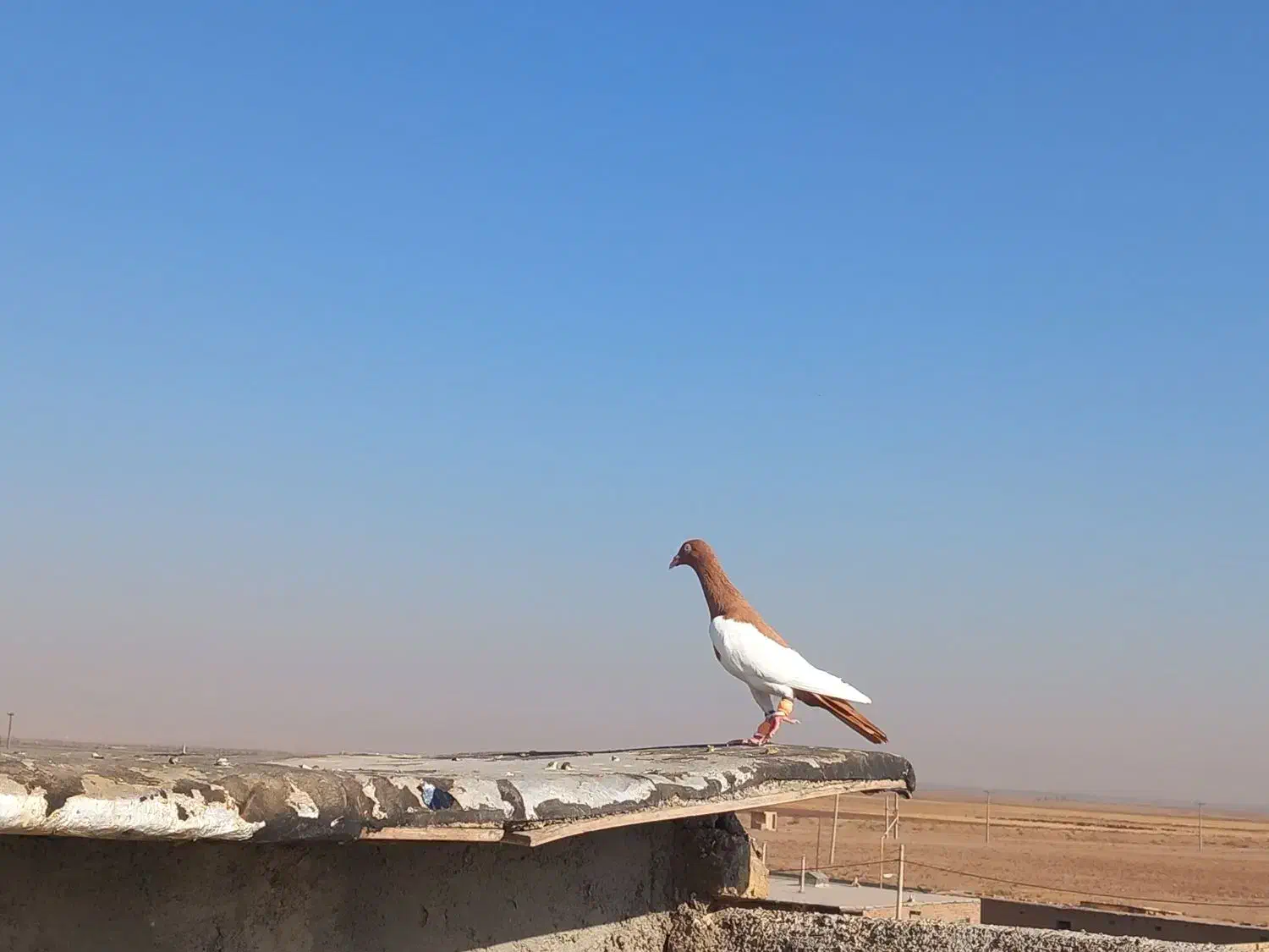 یهودی عقاب|پرنده|تاکستان, |دیوار