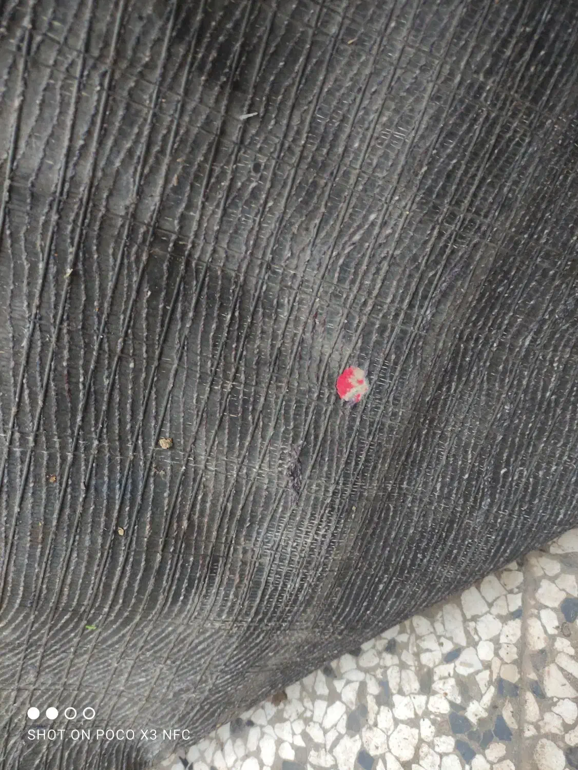 فرش 2در3 و موکت و نمد|فرش|گنبد کاووس, |دیوار