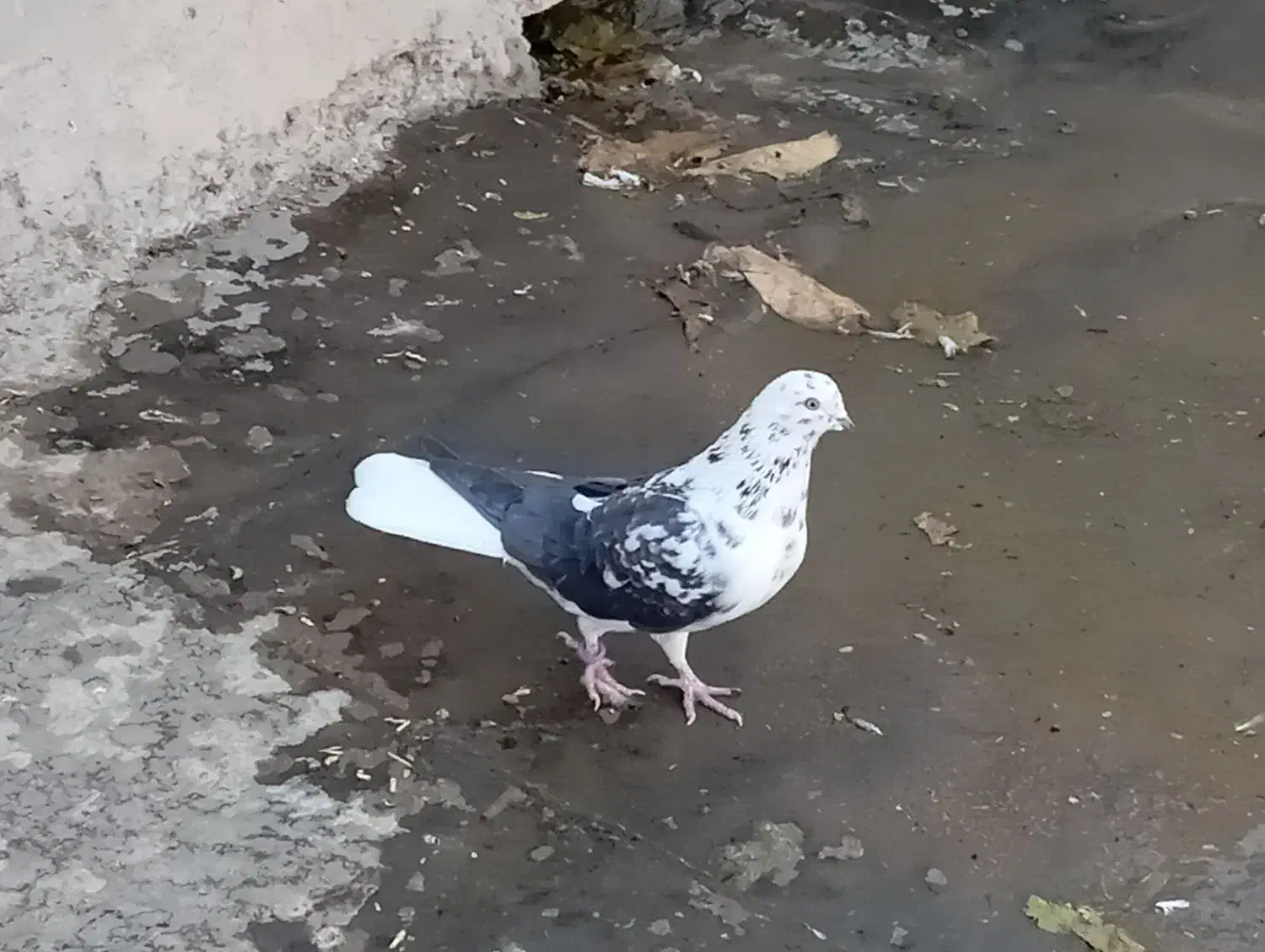 کبوتر|پرنده|بابا حیدر, |دیوار